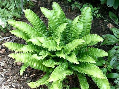 ASPLENIUM SCOLOPENDRIUM 'UNDULATUM'