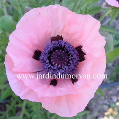 PAPAVER ORIENTALE CATHARINA' (82)