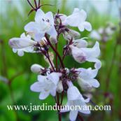 PENSTEMON DIGITALIS 'HUSKER RED'