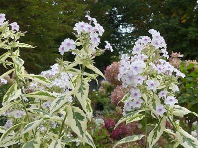 PHLOX PANICULATA CREME DE MENTHE'