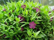 VINCA MINOR 'ATROPURPUREA'