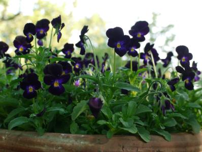 VIOLA 'BOWLES BLACK'