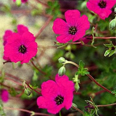 GERANIUM CINEREUM 'SIGNAL'