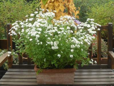 TANACETUM PARTHENIUM 'TETRA WHITE'