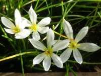 ZEPHYRANTHES CANDIDA