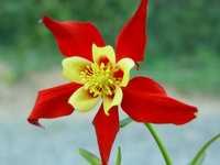 AQUILEGIA ‘EARLY BIRD RED YELLOW’
