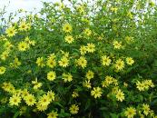 HELIANTHUS 'LEMON QUEEN'