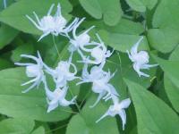 EPIMEDIUM GRANDIFLORUM 'WHITE QUEEN' (ALBUM)