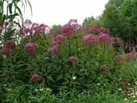 EUPATORIUM MACULATUM 'ATROPURPUREUM'