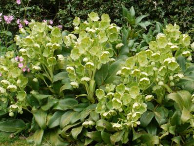 HELLEBORUS ARGUTIFOLIUS