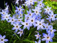 IPHEION UNIFLORUM