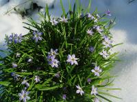 IPHEION UNIFLORUM