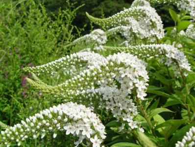 LYSIMACHIA CLETHROIDES