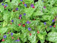 PULMONARIA SACCHARATA 'MRS MOON'