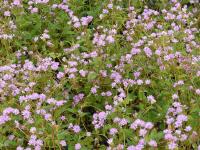 POLYGONUM RUNCIFORME (= PERSICARIA RUNCINATA)