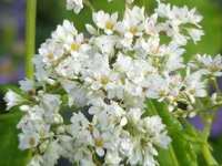 FAGOPYRUM DIBOTRYS