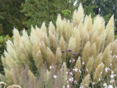 CALAMAGROSTIS BRACHYTRICHA