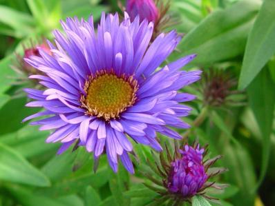 ASTER NOVAE-ANGLIAE 'PURPLE DOME'