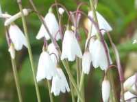 ACIS AUTUMNALIS
