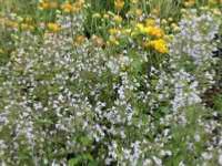 CALAMINTHA NEPETA ssp GLANDULOSA