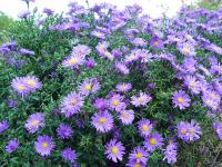 ASTER DUMOSUS 'LADY IN BLUE'