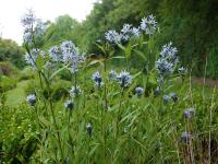 AMSONIA TABERNAEMONTANA