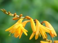 CROCOSMIA CROCOSMIFLORA 'SOLFATARE'