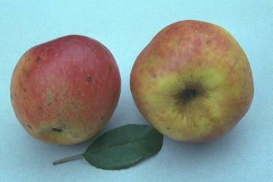 Pommier Armoise ou Reinette Marbrée