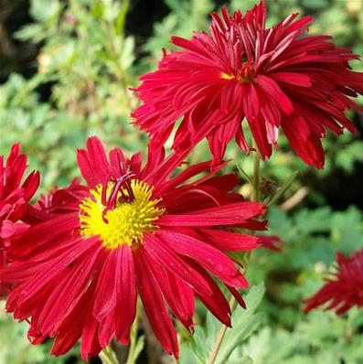 CHRYSANTHEMUM INDICUM 'DUCHESS OF EDINBURGH'