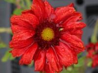 GAILLARDIA ARISTATA 'BURGUNDER'