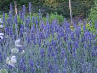 LAVANDULA 'RICHARD GRAY'