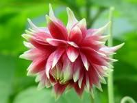 AQUILEGIA VULGARIS 'NORA BARLOW'