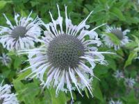 MONARDA FISTULOSA