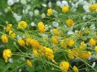 RANUNCULUS ACRIS 'MULTIPLEX'