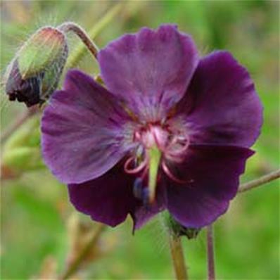 GERANIUM PHAEUM 'SAMOBOR'