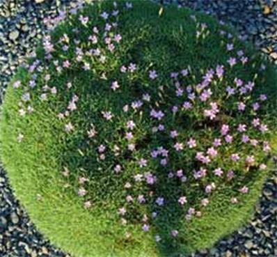 DIANTHUS ERINACEUS