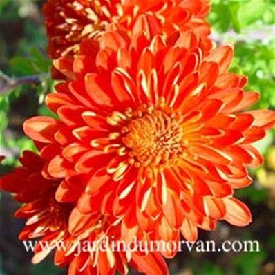 CHRYSANTHEMUM 'HARDY COOPER'