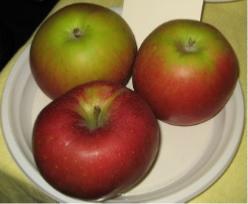 Pommier Melrose