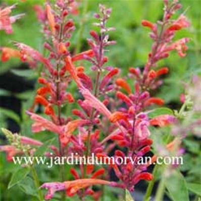 AGASTACHE 'TANGERINE DREAMS'