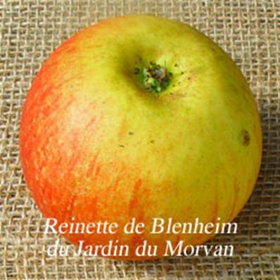 Pommier Reinette de Blenhein