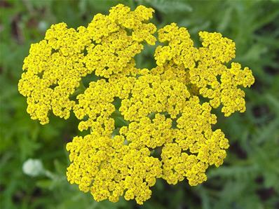 ACHILLEA 'CORONATION GOLD'