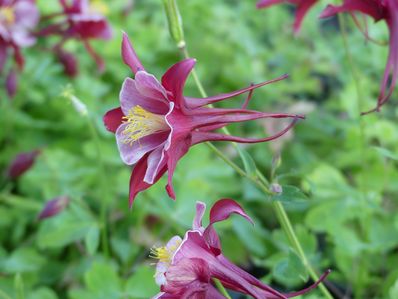 AQUILEGIA 'GEORGIA'