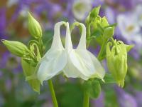 AQUILEGIA VULGARIS 'ALBA'