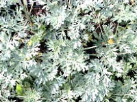 ARTEMISIA ABSINTHIUM 'LAMBROOK SILVER'