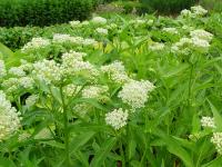 ASCLEPIAS INCARNATA 'ICE BALLET'