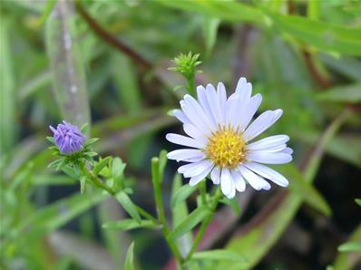 ASTER VERSICOLOR 'INDIAN SUMMER'