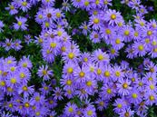 ASTER DUMOSUS 'LADY IN BLUE'