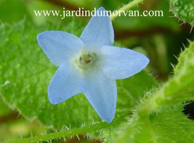 BORAGO LAXIFLORA
