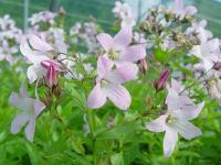 CAMPANULA LACTIFLORA LODDON ANNA - CAMPANULE ROSE