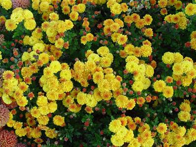 CHRYSANTHEMUM INDICUM 'BIENCHEN'